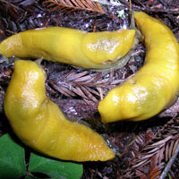 Tuz yok mu tuz? [daş yok mu daş]