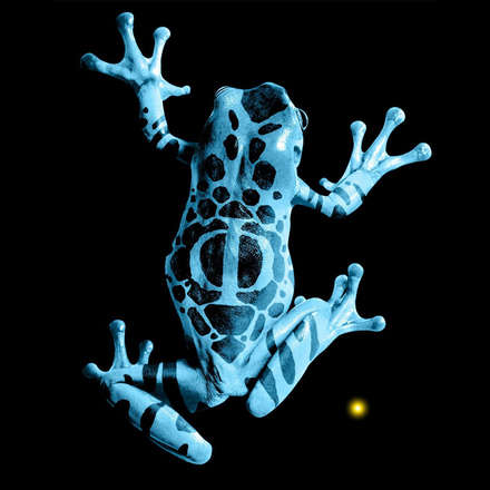 kurbağa - frog