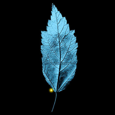 yaprak - leaf