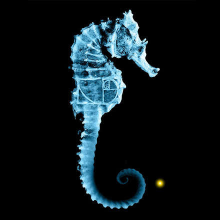 seahorse - denizatı